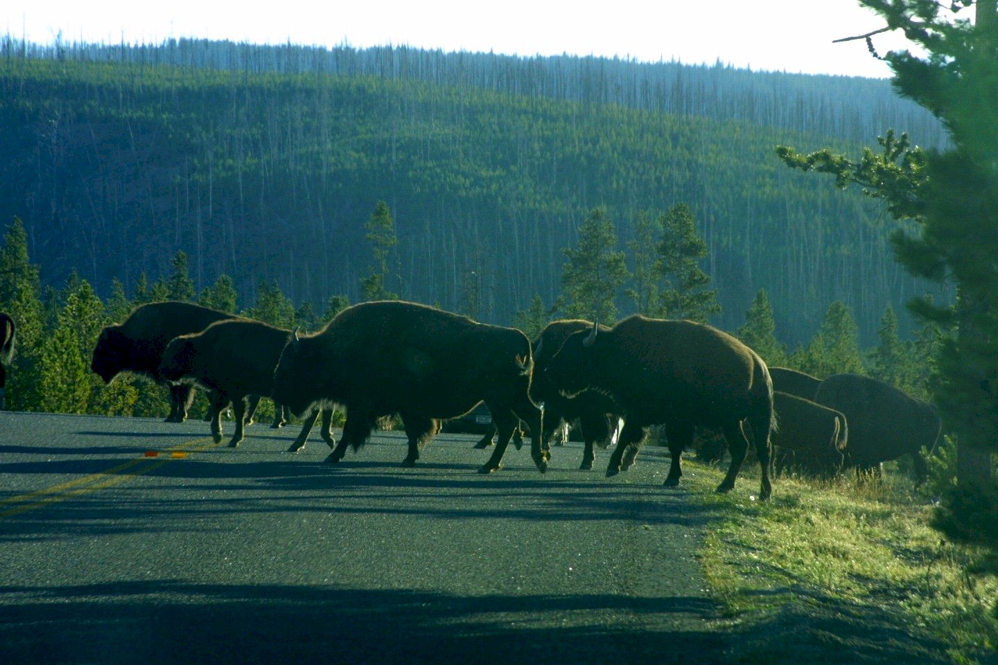 buffalo.jpg (232518 bytes)