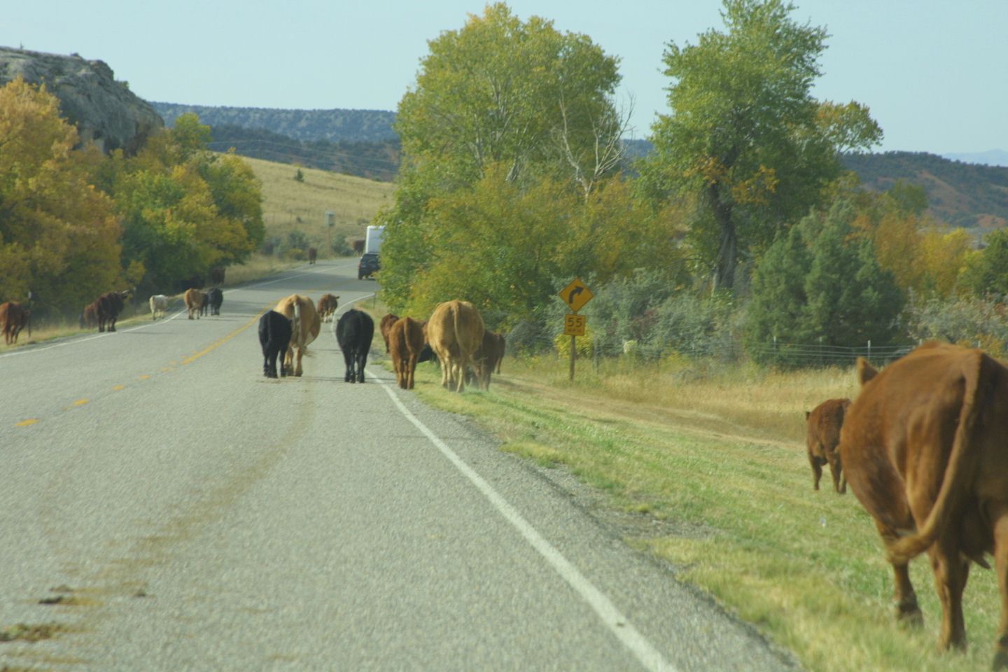 cattle.jpg (181456 bytes)