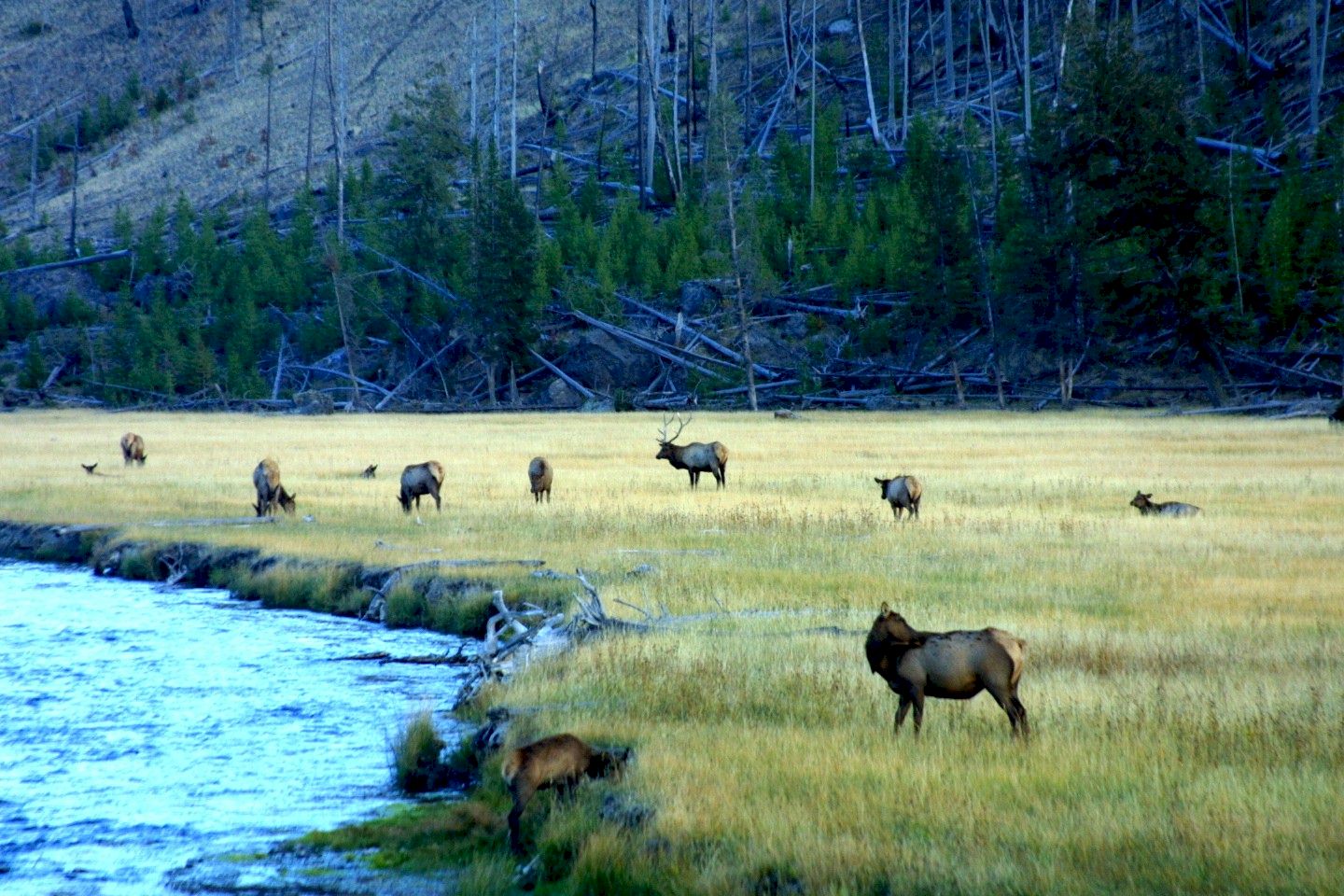 elk.jpg (309183 bytes)