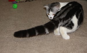 006 Seishi contemplates his tail
